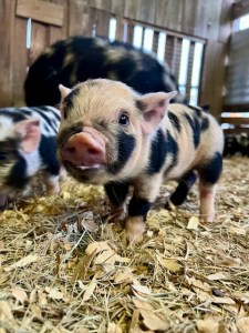 KuneKune Piglets & Pigs for Sale | Green Acres Farm & Home